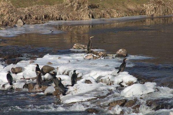 l'arroux a gueugnon 26/01/2017