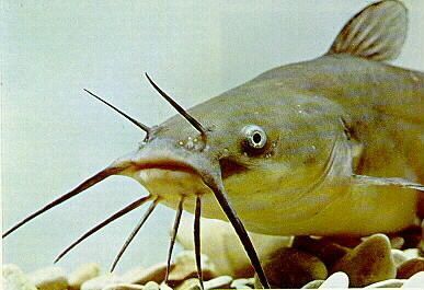 Le poisson chat dans l'arroux ?